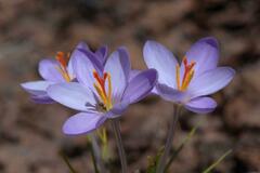 Crocus corsicus