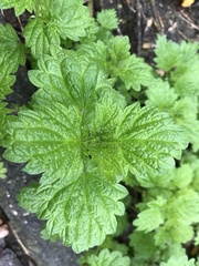 Urtica urens
