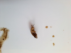 Porcellio spinicornis