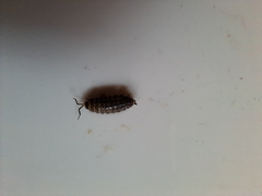 Porcellio spinicornis