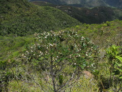 Scaevola montana