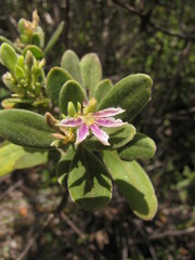 Scaevola montana