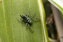 Cosmophasis micarioides