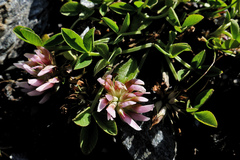 Trifolium thalii