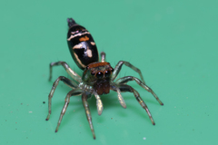 Cosmophasis micarioides