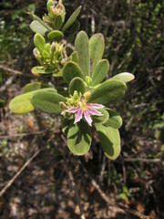 Scaevola montana