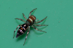 Cosmophasis micarioides