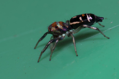 Cosmophasis micarioides