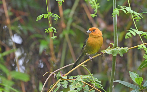 Ochre-breasted Brushfinch (Atlapetes semirufus), photo 7