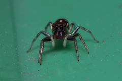 Cosmophasis micarioides