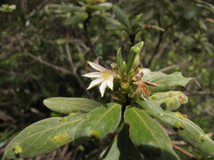 Scaevola montana