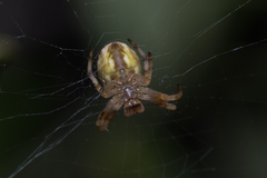 Salsa brisbanae