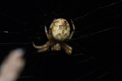 Salsa brisbanae