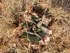 Aloe greatheadii