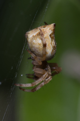Salsa brisbanae