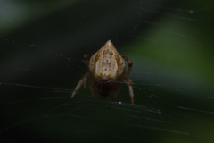Salsa brisbanae