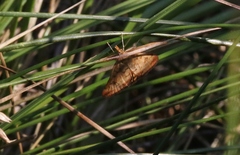 Pyrausta subsequalis