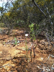 Polycalymma stuartii