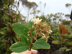 Scaevola montana