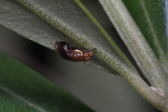 Steganopsis melanogaster