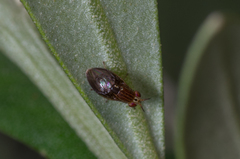 Steganopsis melanogaster