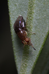 Steganopsis melanogaster