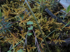 Thuidiopsis sparsa