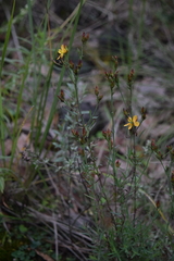 Hypericum silenoides