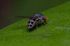 Luzonimyia cineracea