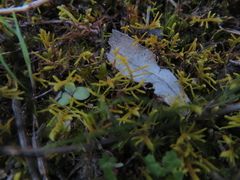 Thuidiopsis sparsa