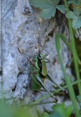 Eupholidoptera schmidti