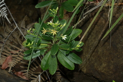 Scaevola montana