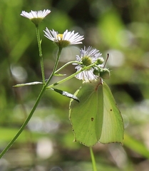 Gonepteryx rhamni
