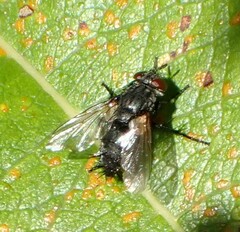 Voria ruralis