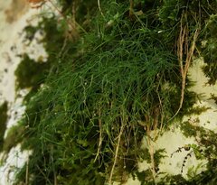 Moehringia muscosa