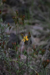 Hypericum silenoides