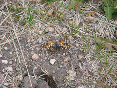 Phyciodes pulchella