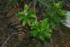 Scaevola montana