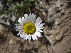 Erigeron compositus