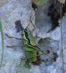 Eupholidoptera schmidti