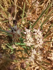 Asclepias stellifera