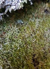 Scleropodium cespitans