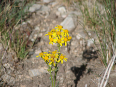 Senecio integerrimus