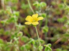 Oxalis exilis
