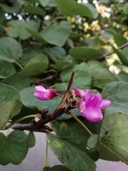 Cercis siliquastrum