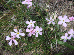 Phlox longifolia