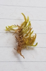 Scleropodium cespitans