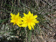 Crepis occidentalis