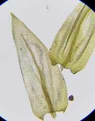 Scleropodium cespitans