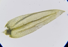 Scleropodium cespitans